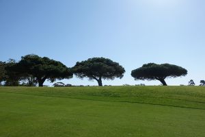 Torrey Pines (North) 14th Torrey Trees